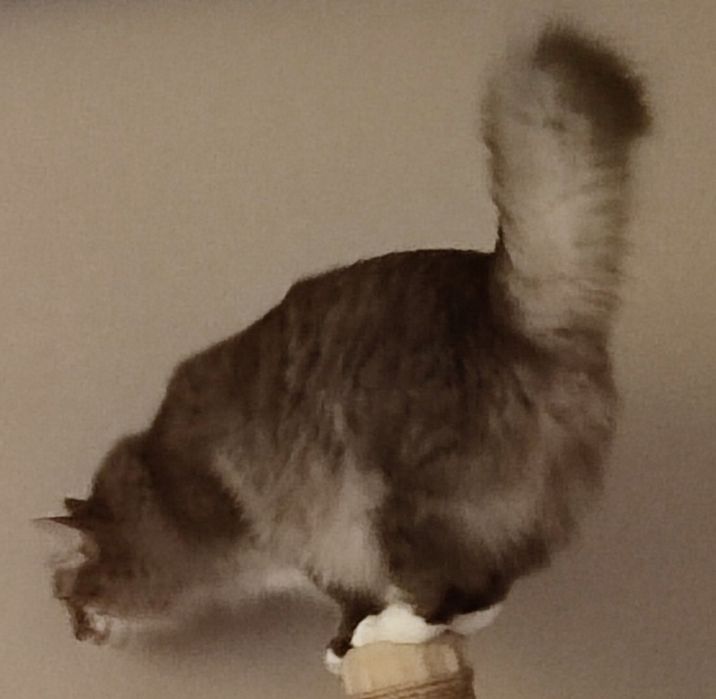 Пропал кот Тимоша