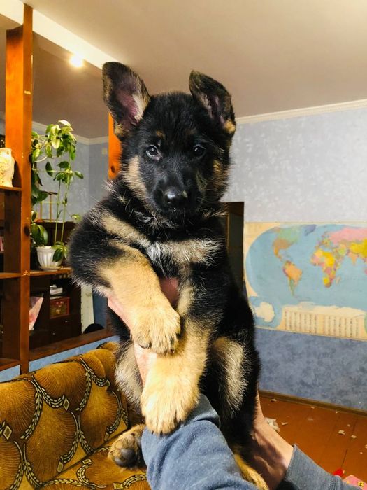 Суперові цуценята німецької вівчарки