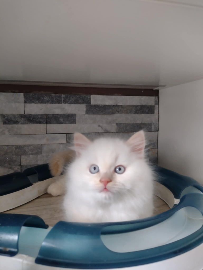 Kot brytyjski gotowy do odbioru