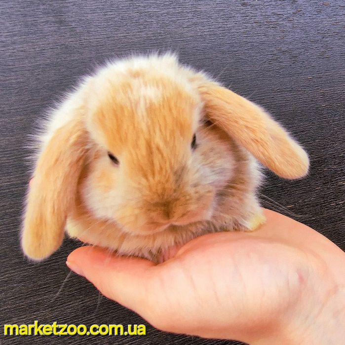 Гарнюній міні лопчик у Києві д.н.15.08.2024