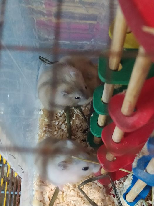 Джунгарские хомячки