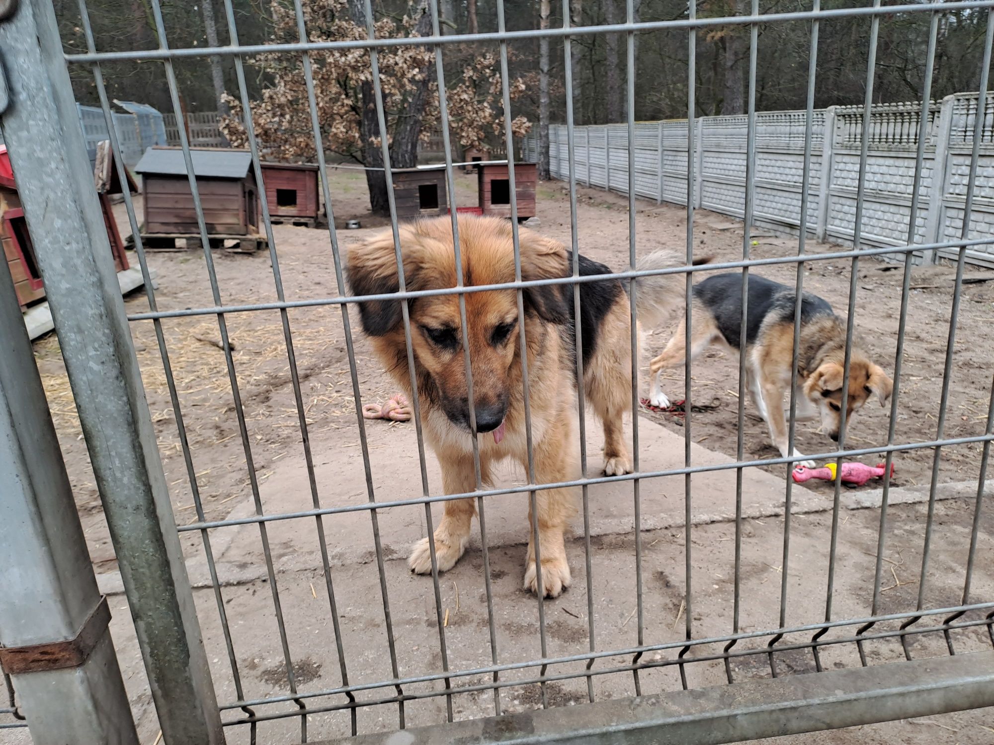 Fsjne psy szukają dom razem lub osobno l