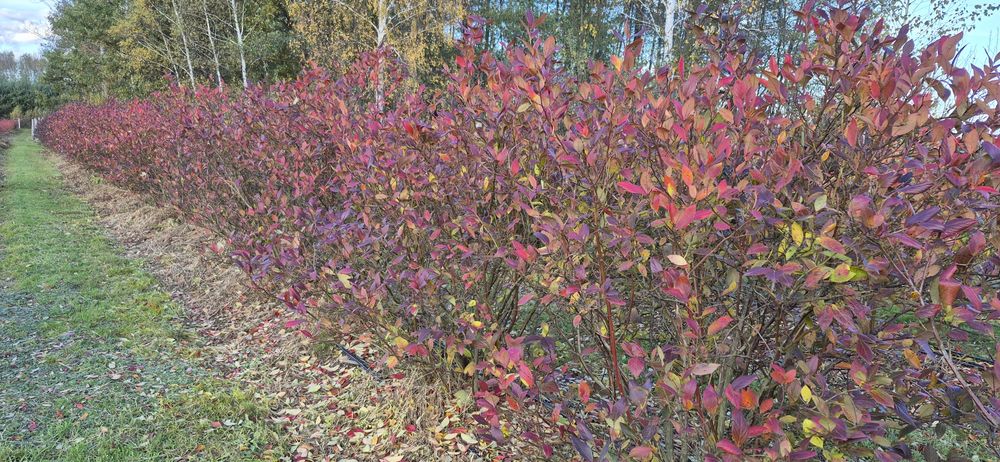 Borówka amerykańska krzewy 6 letnie