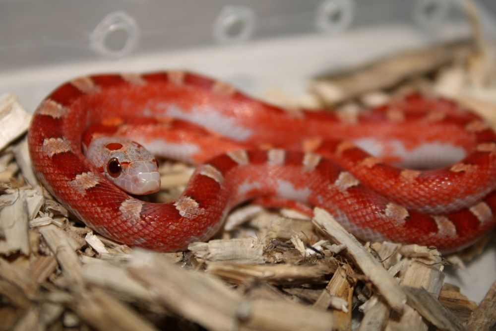 Wąż zbożowy Bloodred Pied