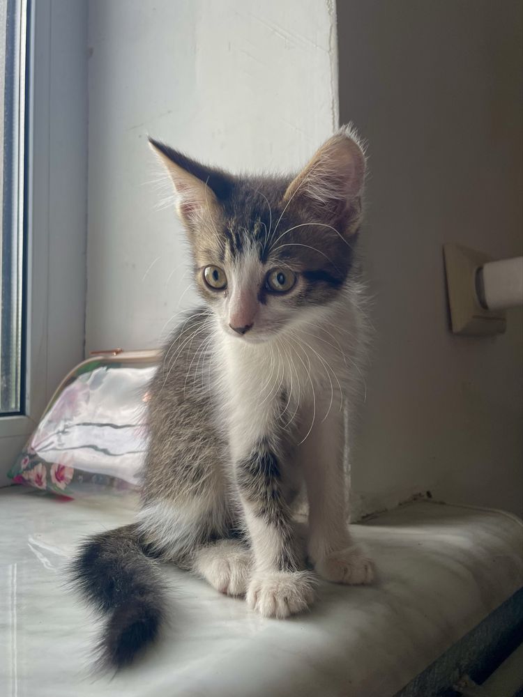 Віддам кошеня 2 місяці хлопчик