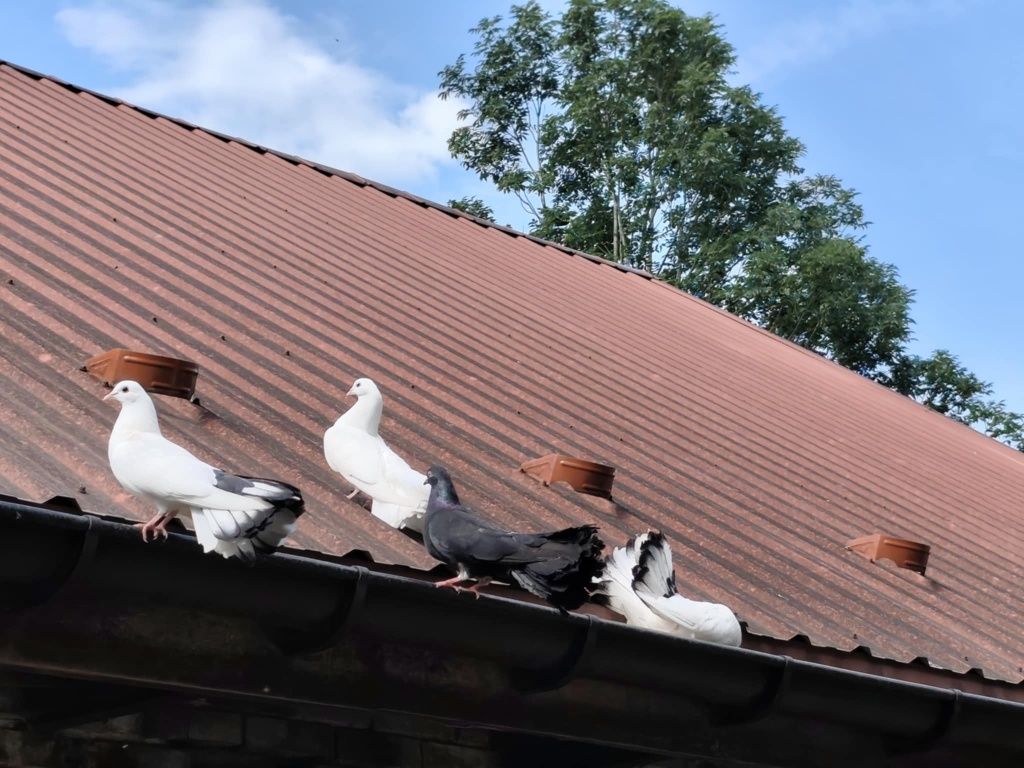 Gołębie ozdobne, pawiki