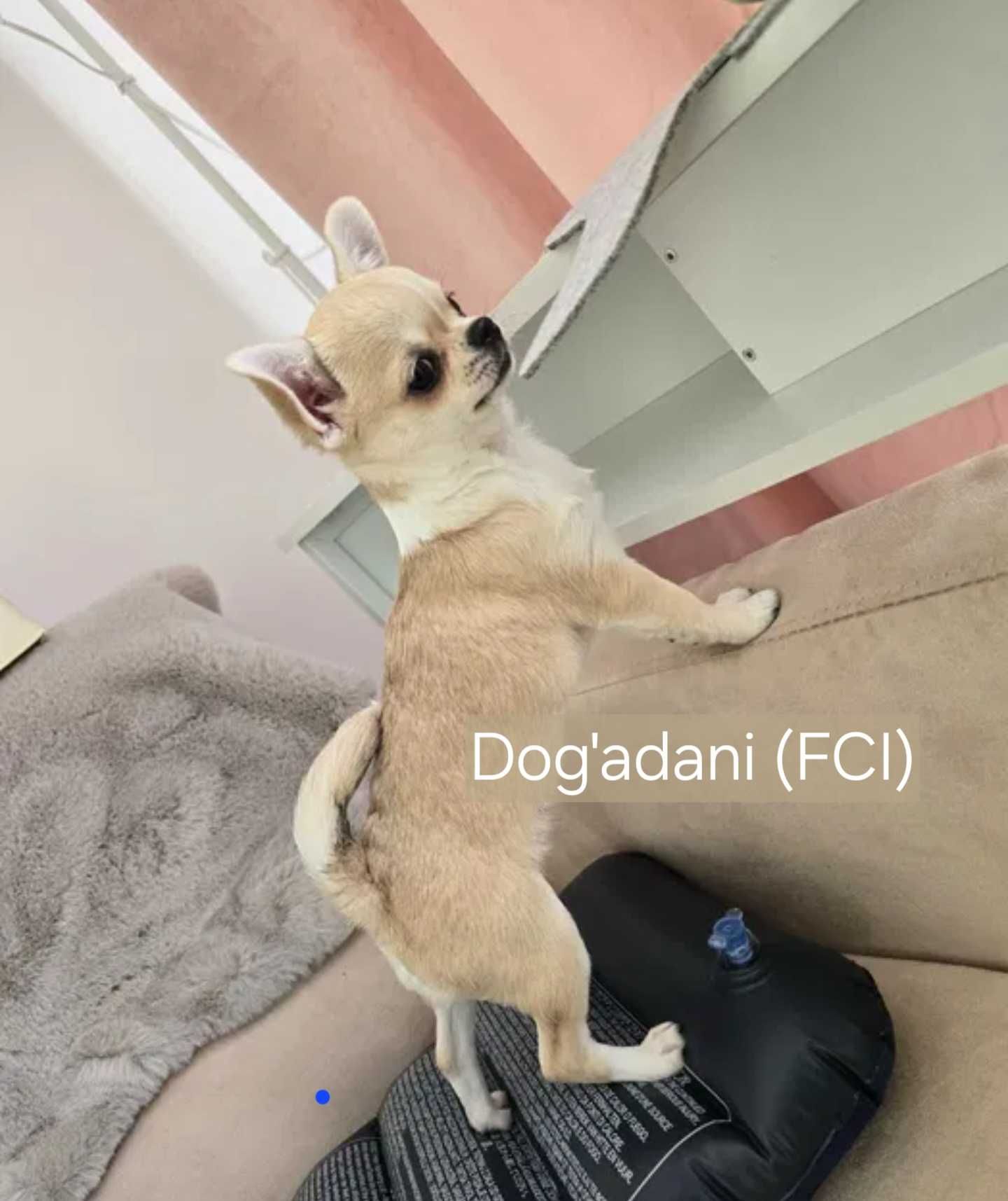 Malutka Chihuahua ZKwP FCI