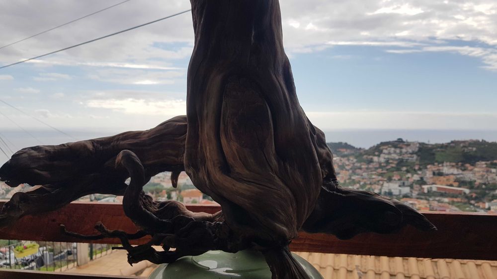 Tronco Urzo limpo para aquário ou decoração