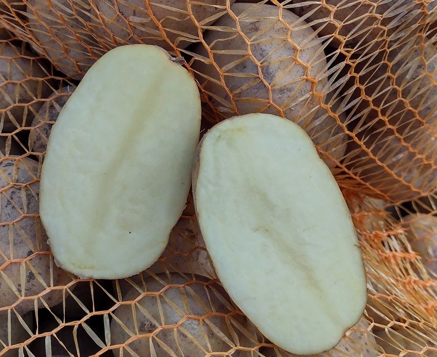Sprzedam ziemniaki jadalne odmiany Ignacy(żółte) 20zł. za worek 15kg
