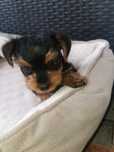 York terrier piesek  miniaturka