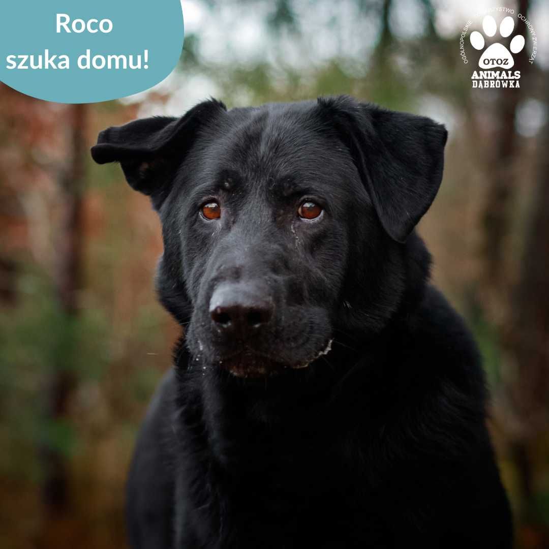 Roco czeka na swój wymarzony dom.