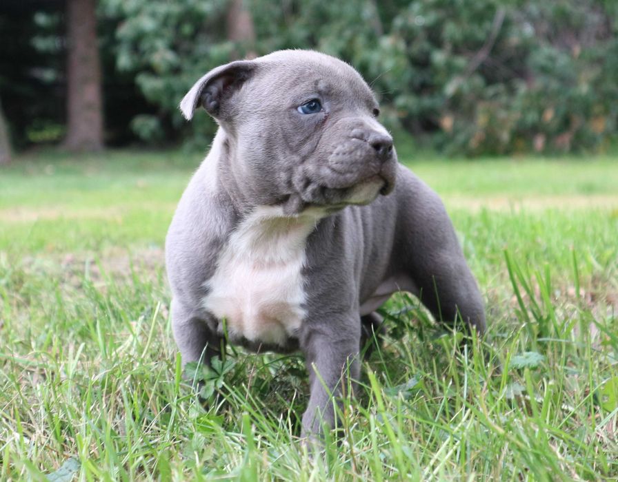 Amstaff Amstaf American Staffordshire Terrier Pies BLUE Błękitny samie