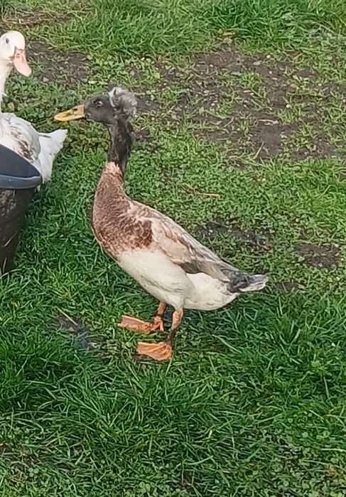 Tegoroczne biegusy indyjskie