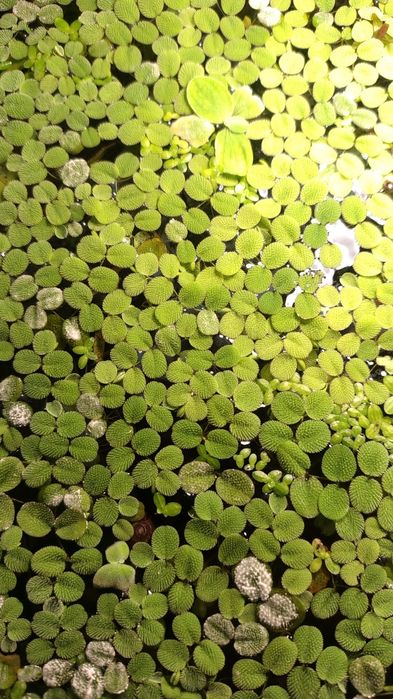 Sylwinia natans roślina pływająca