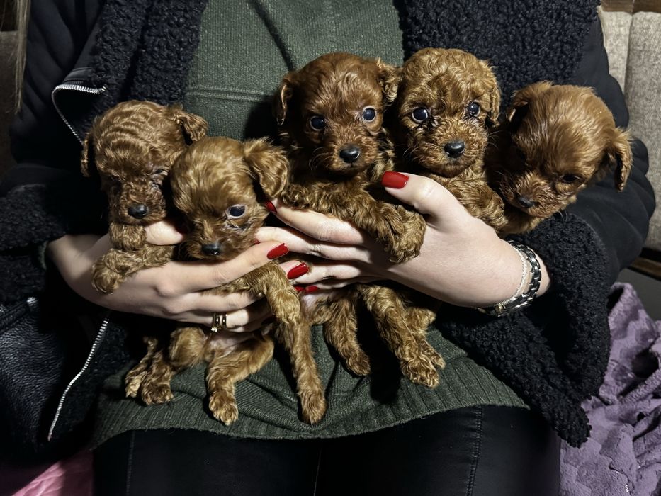 пуделі цуцики 5 тижнів