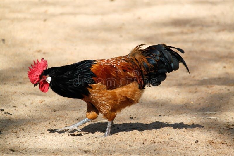 Kury i koguty volwerk lakenfelder  ayam cemani oraz silki jedwabiste