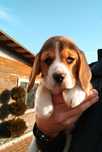 Beagle szczeniak Rodowód