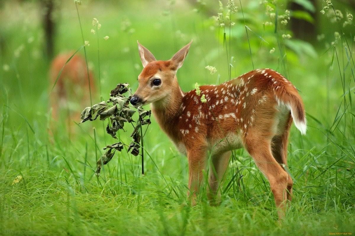 самець косулі цього року, косуля, козуля