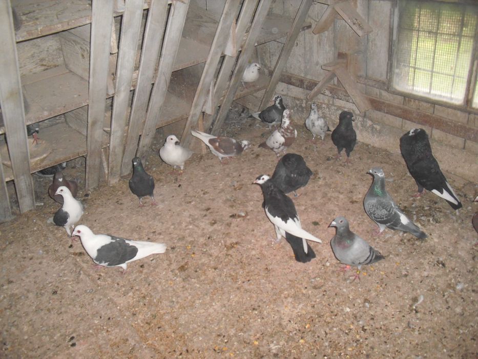 golebie ozdobne garlacze gornoslaskie samiec 2025r