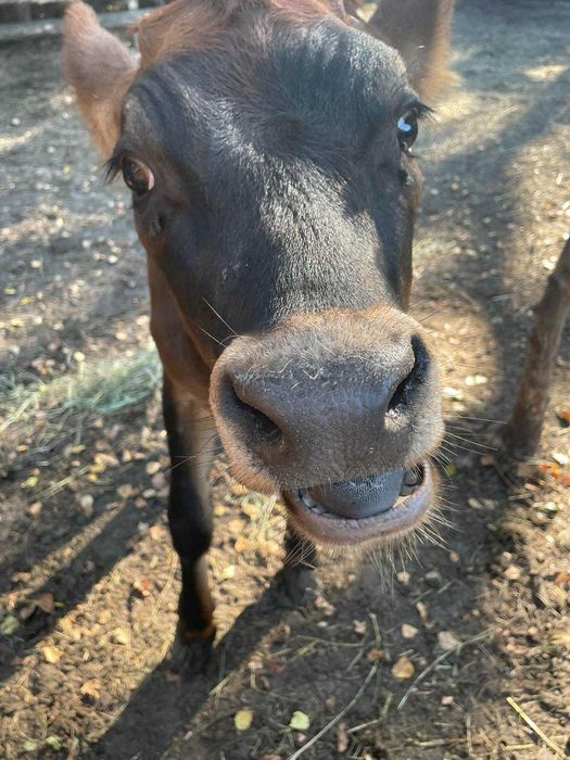 Джерсейськая теличка