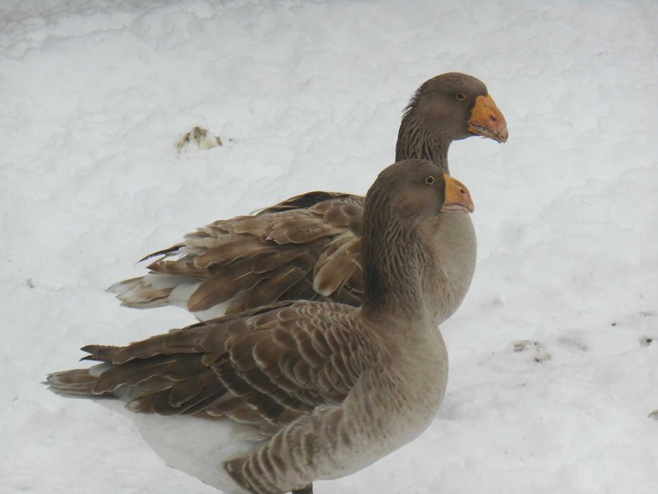 Gęsi, gęś, gęsior Tulskie, Tulska, Tula, Bojowe