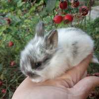 Кролики мини кролик карликовый крольченок доставка крольчат клетка