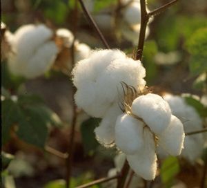 5 sementes da planta Algodão Ornamental - Gossypium herbaceum