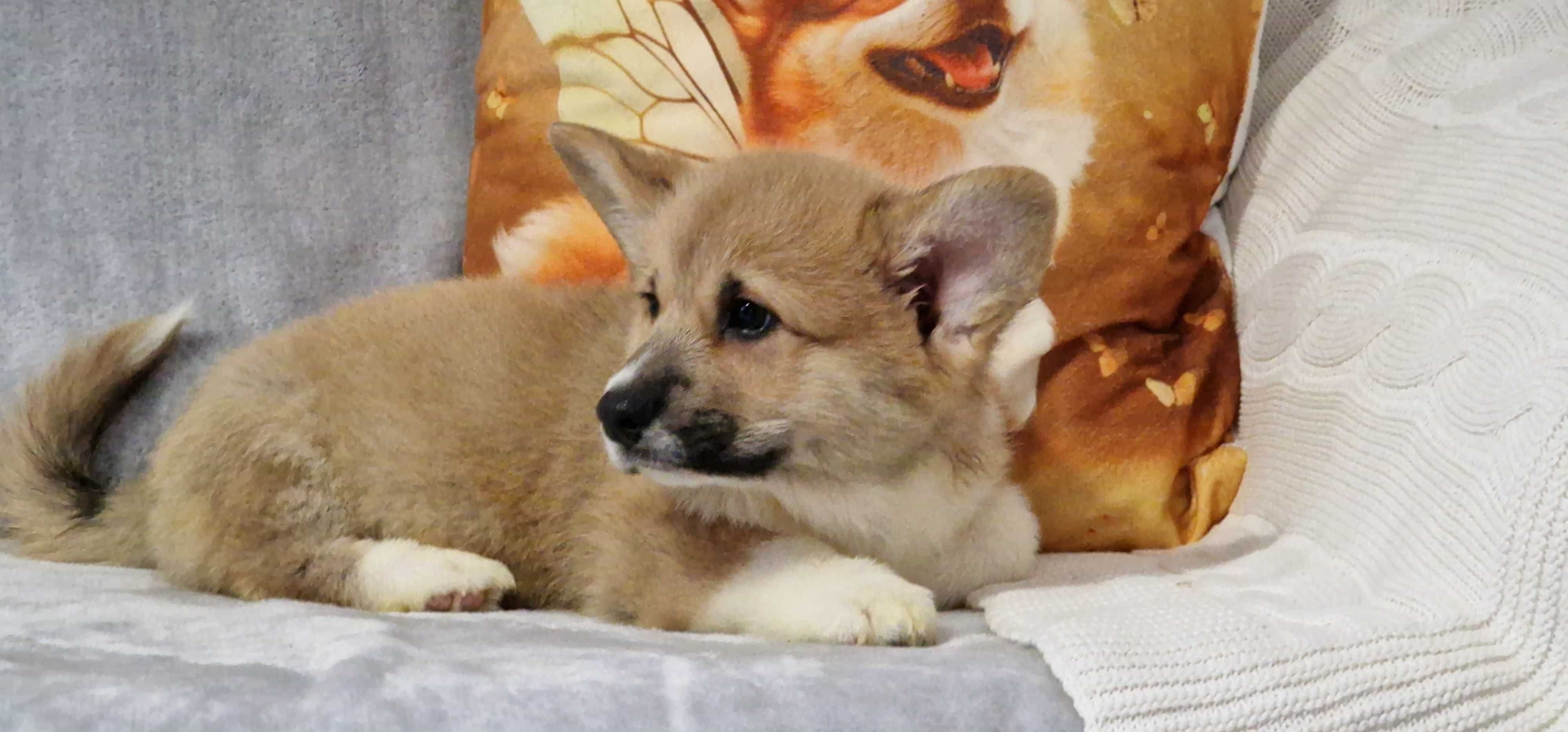 Welsh Corgi Pembroke, piesek z długim ogonkiem