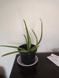 Aloe vera roślina