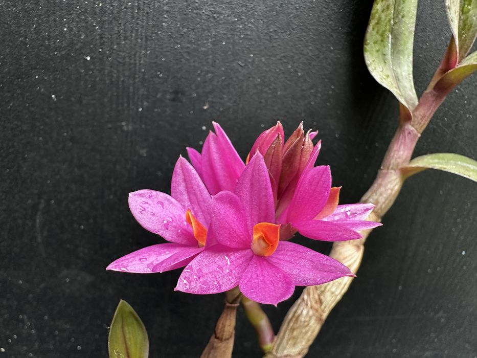 Дендробіум хібікі