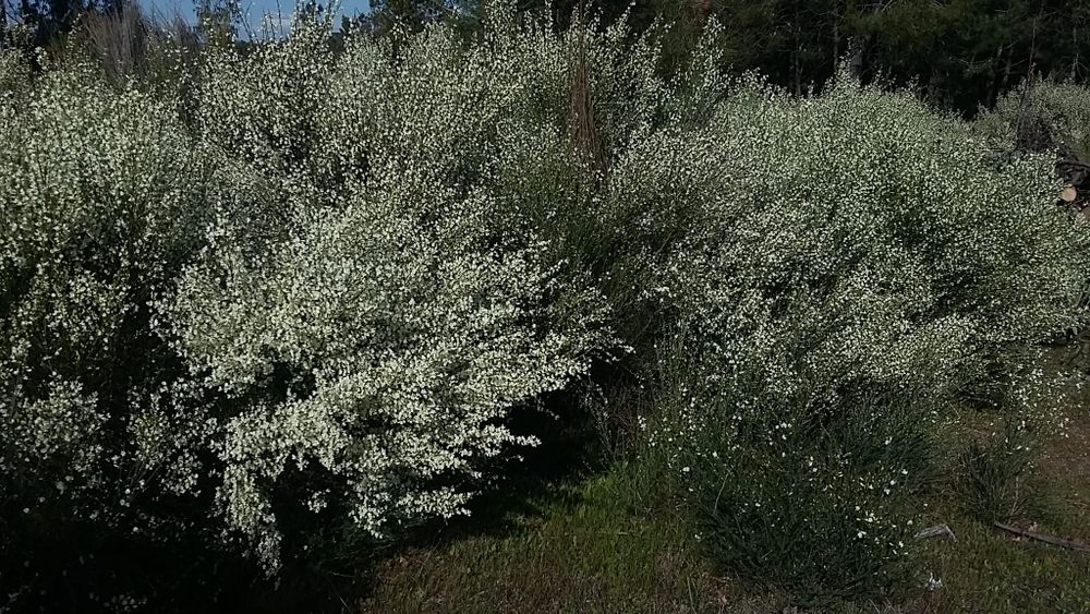 Terreno 10491m2 Agrícola Com árvores de fruto  e Poço e charca