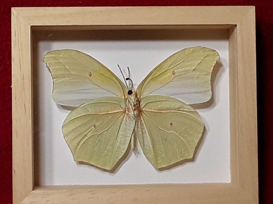 Motyl w ramce , gablotce 12 x 10 cm . Anteos clorinde 90 mm .