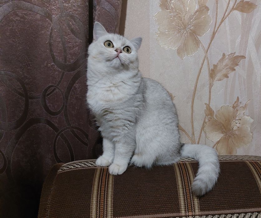 Серебриста шиншилла страйт