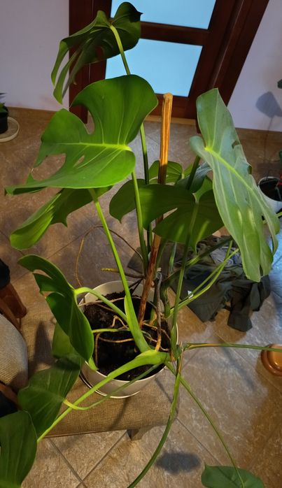 XXL Monstera dwupędowa