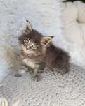 Maine Coon - kocurek