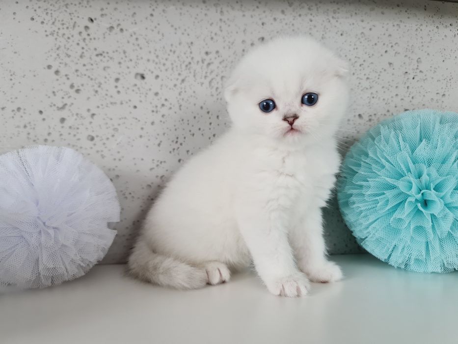 Kot kocurek szkocki fold zwisłouchy rodowód PZF