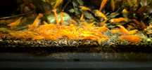 Krewetki Neocaridina Orange 10szt - czytaj opis