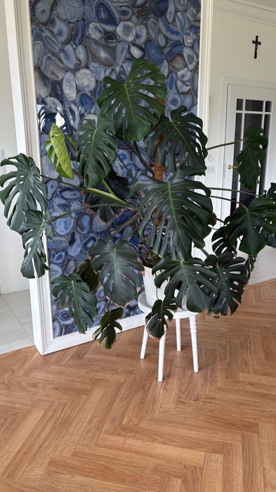 Piękna duża Monstera Deliciosa
