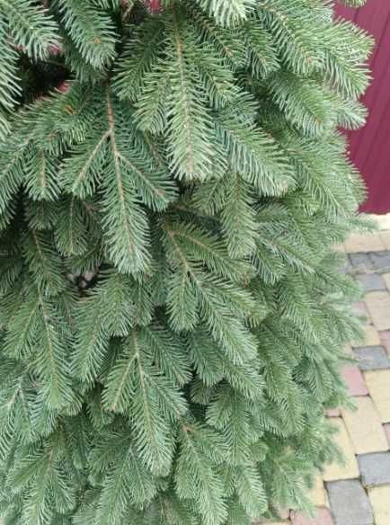 Хіт продажу! Лита штучна ялинка Королівська | Ковалівська. Литая елка