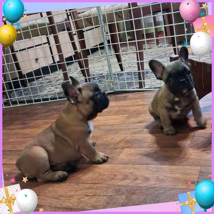 Красені французики