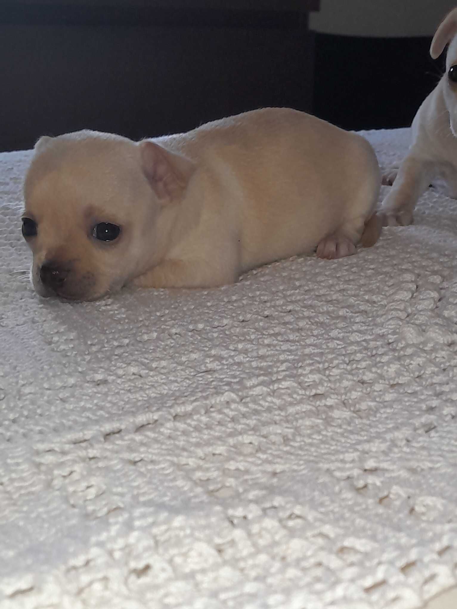 Chihuahua Fêmea Bebé