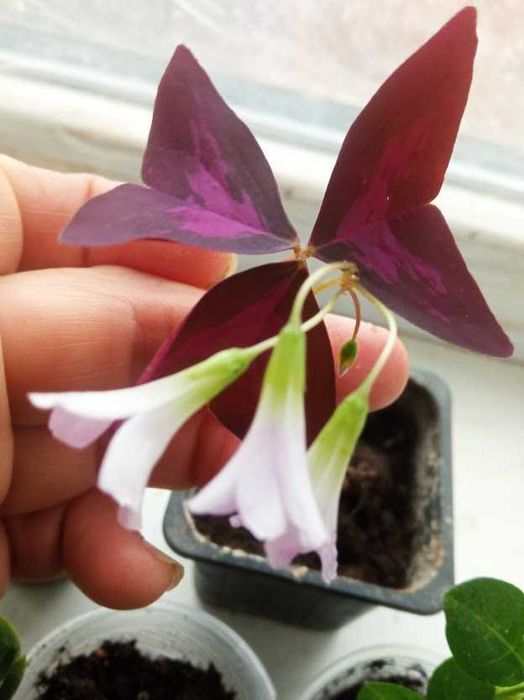 Кислица(оксалис) Атропурпурея фіолетова