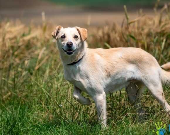 Wesolutka, kochana suczka BISZKOPCIA szuka nowego domku!