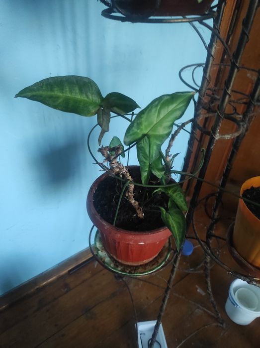 Віддам безкоштовно вазони з рослинами