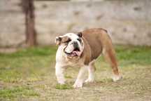 Buldog Angielski Suczka