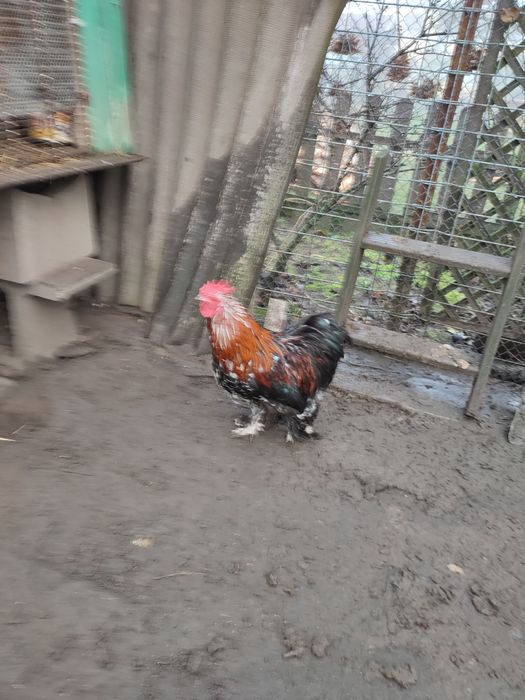 Koguty ozdobne młode