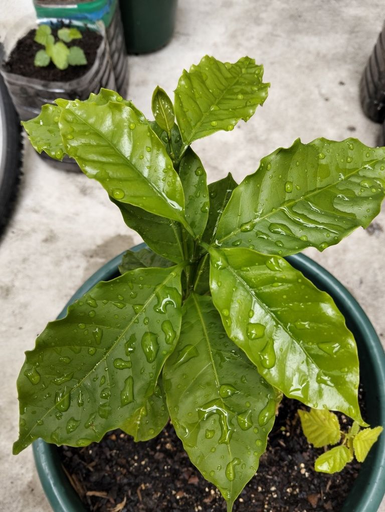 Planta de café em vaso
