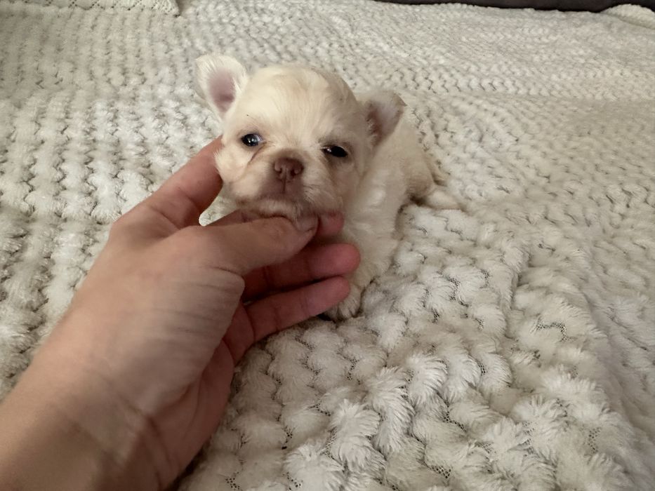 Chihuahua Russo macho miniatura pêlo comprido