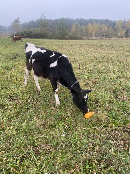 Теличка, породиста