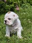 Buldog angielski samiec Fci